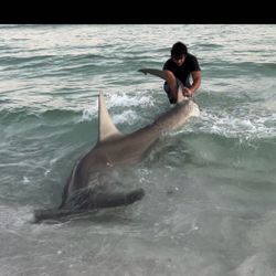 Blacktip shark caught while fishing in FL