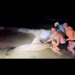 Bonnethead Shark, 44 inches long, fishing in Destin