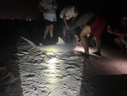 Nice bull shark