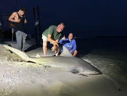 Bull shark catch on beach in Destin FL during nighttime fishing