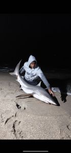 Photo of a 38-inch bull shark caught while fishing in Destin