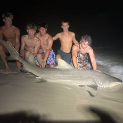 A lone bull shark, a powerful and impressive predator, caught by anglers in the waters near Destin.
