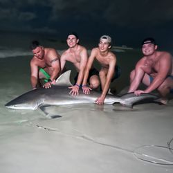 Bull shark caught while fishing in FL