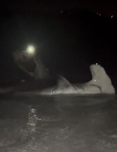 Bull Shark caught while fishing in FL