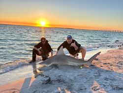 A huge bull shark caught in FL