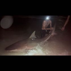 Majestic bull shark swimming in the waters of Destin