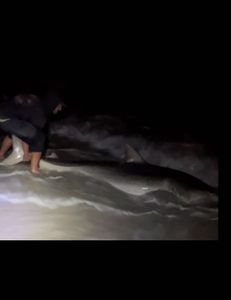 Bull Shark caught in Destin