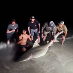 Bull shark caught in Destin, Florida