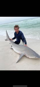 Bull shark catch on beach in Destin FL fishing