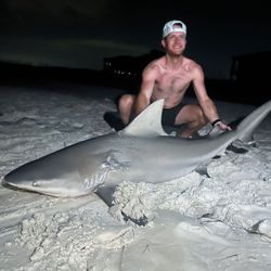 Photo of a Bull Shark, a large fish caught while fishing in Destin