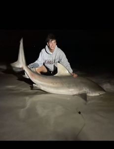 Image of a bull shark caught while fishing in FL