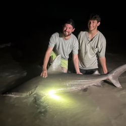 Bull Shark, 51 inches, fishing in FL