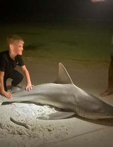 Photograph of a bull shark, 48 inches long, caught while fishing in FL.