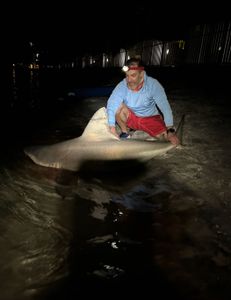Dusky Smooth-Hound fish caught in Destin