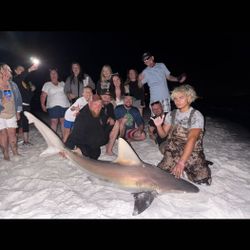 A lone Dusky Smooth-Hound fish in the waters of Destin
