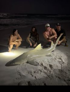 Another rare northern gulf adult lemon shark safely released