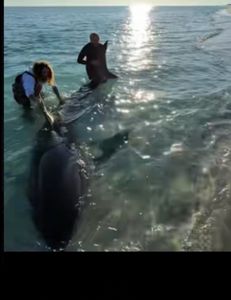 A person fishing in Florida