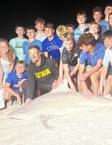 Sandbar shark, 55 inches, caught fishing in FL