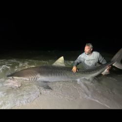 Gafftopsail sea catfish, 84-inch, fishing in Destin