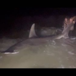Sandbar shark fishing in FL