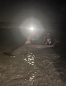 Great white shark caught while fishing in FL