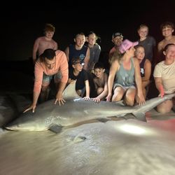 A massive bull shark caught while fishing in Destin