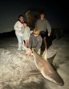 Sandbar shark measuring 49 inches caught while fishing in FL