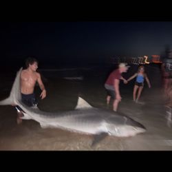 Impressive catch of a bull shark in Destin