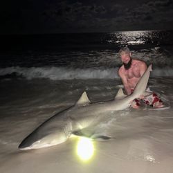 A lone bull shark measuring 58 inches caught while fishing in Destin.
