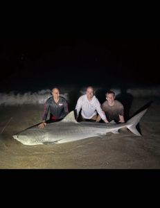 A bull shark, a 90-inch fish, caught while fishing in FL