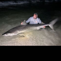 A massive gafftopsail sea catfish caught in FL while fishing