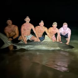 A large sand tiger shark in the water