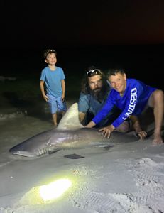 A single sandbar shark, a large 64-inch fish, caught while fishing in Destin
