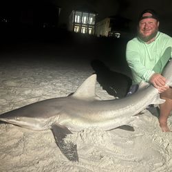 Sandbar shark, 42 inches, fishing in FL