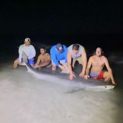 Picked dogfish caught by 4 people in FL