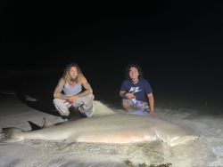 Majestic sand tiger shark, 89 inches long, caught while fishing in FL