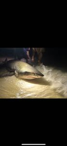 Stunning sand tiger shark caught in FL