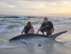 A sandbar shark, a large 100-inch fish, being caught by two people in Destin, Florida while fishing.