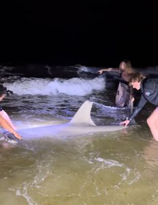 A fisherman holds a sandbar shark caught in Destin