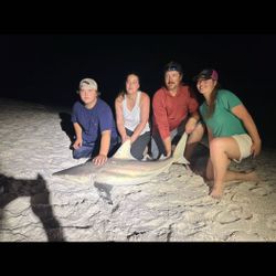 Sandbar shark caught while fishing in Destin