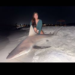 Sandbar shark caught fishing in Destin