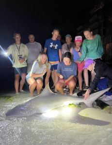 Sandbar shark caught while fishing in Destin