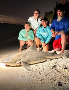 Sandbar shark caught while fishing in Destin