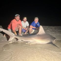 A sandbar shark, 75 inches long, caught while fishing in Destin