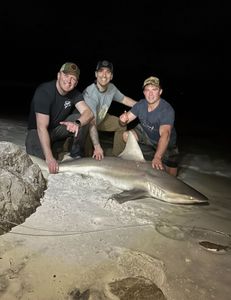 Sandbar shark caught in Destin, Florida during fishing trip