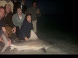 Sandbar shark caught fishing in Destin FL with anglers posing for photo on beach at night