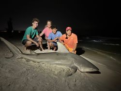 Large sandbar shark caught while fishing in Destin FL with group posing on beach at night