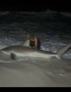 Sandbar shark caught while fishing in Destin