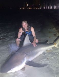 Sandbar shark fishing in Destin, Florida