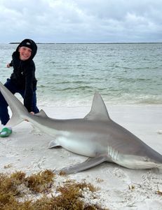 Sandbar shark caught while fishing in Destin